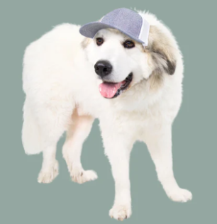 Dog_trucker_hat