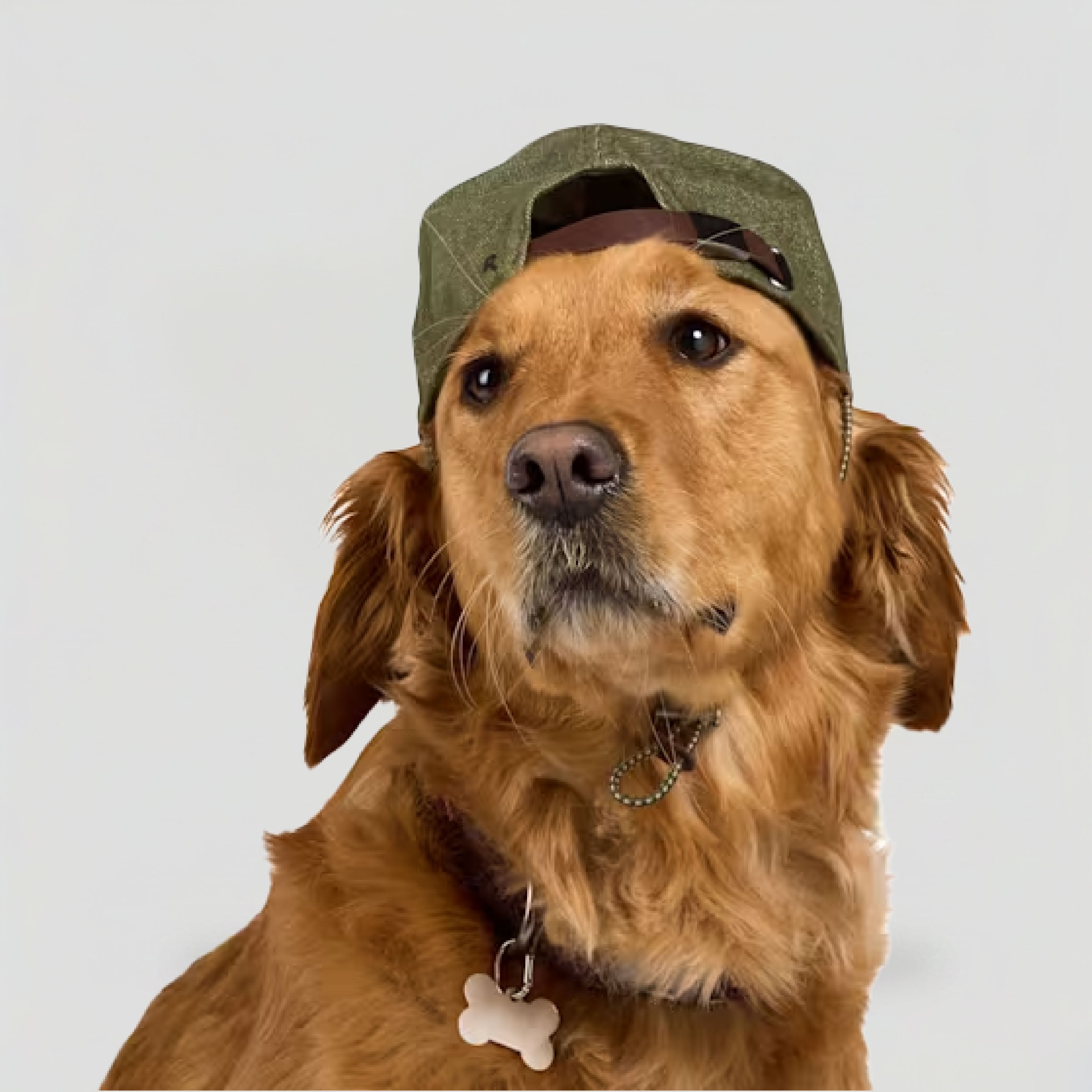 dog_green_baseball_cap