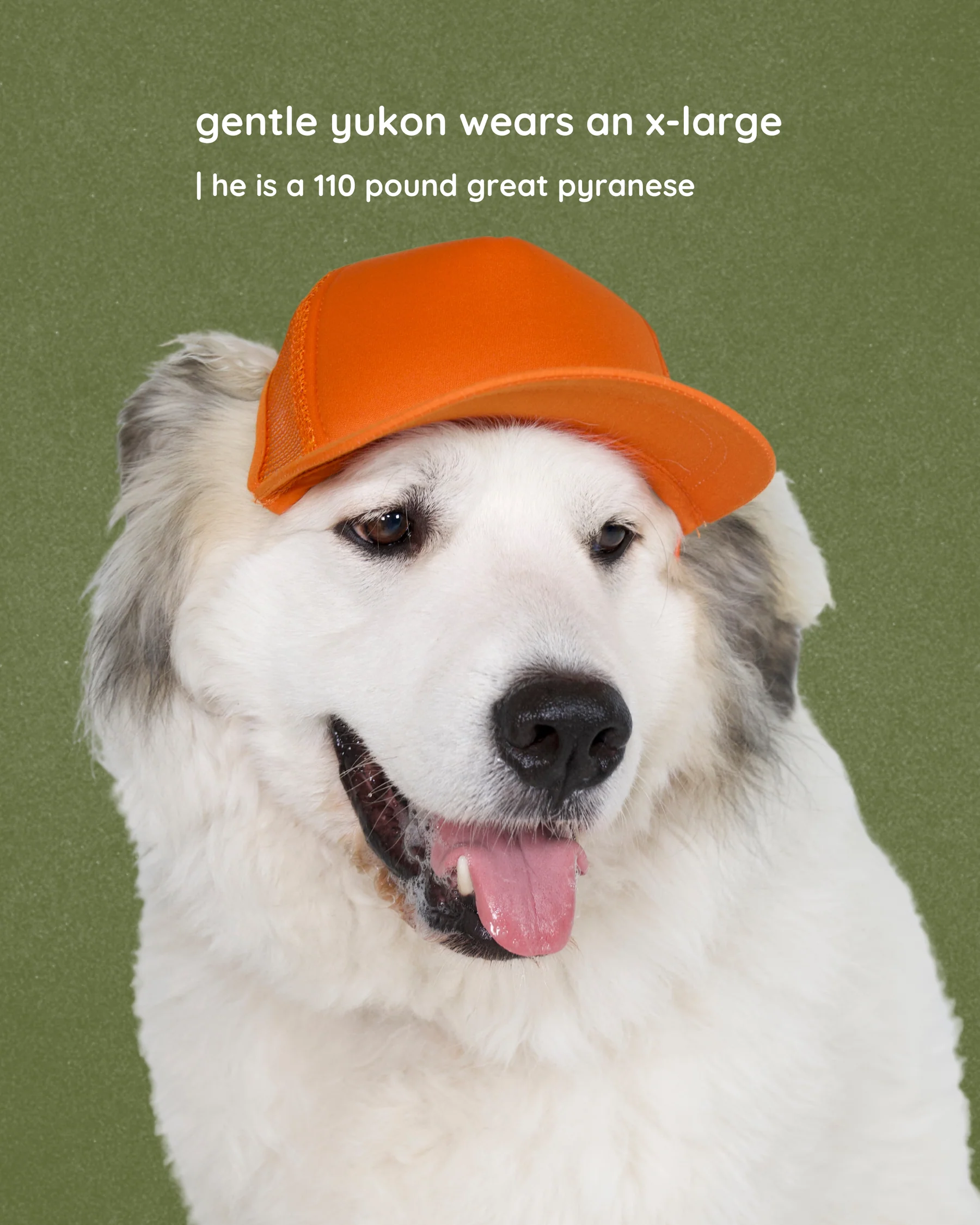 Dog_trucker_hat